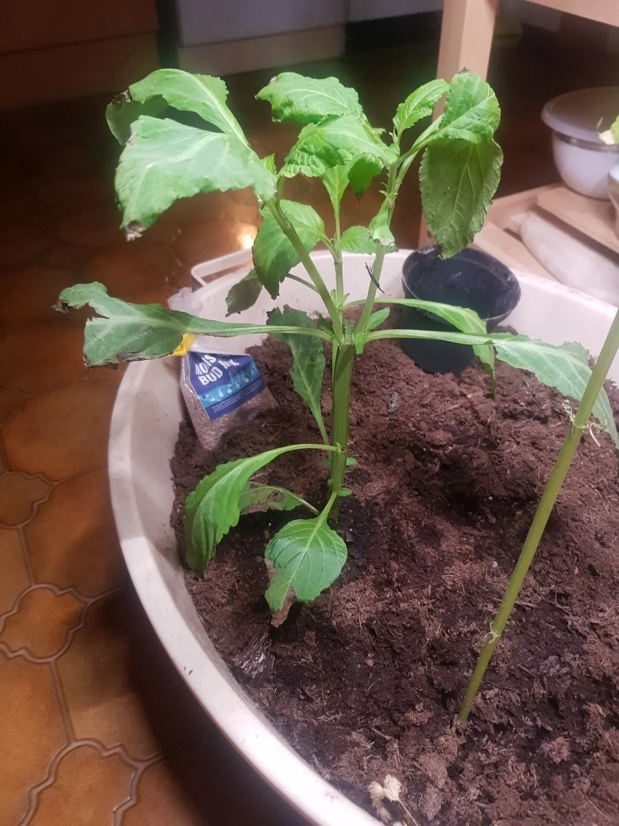 Salvia Divinorum