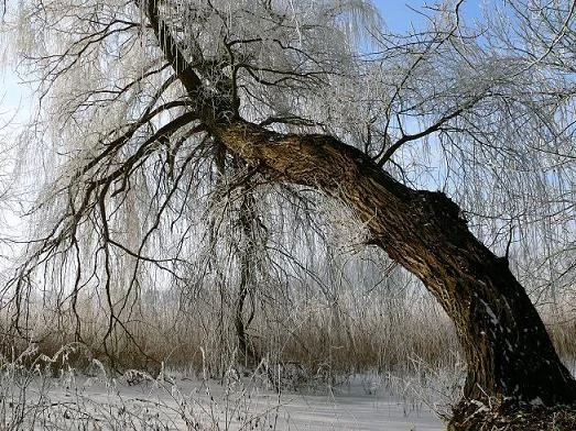 schieferBaum2.jpg