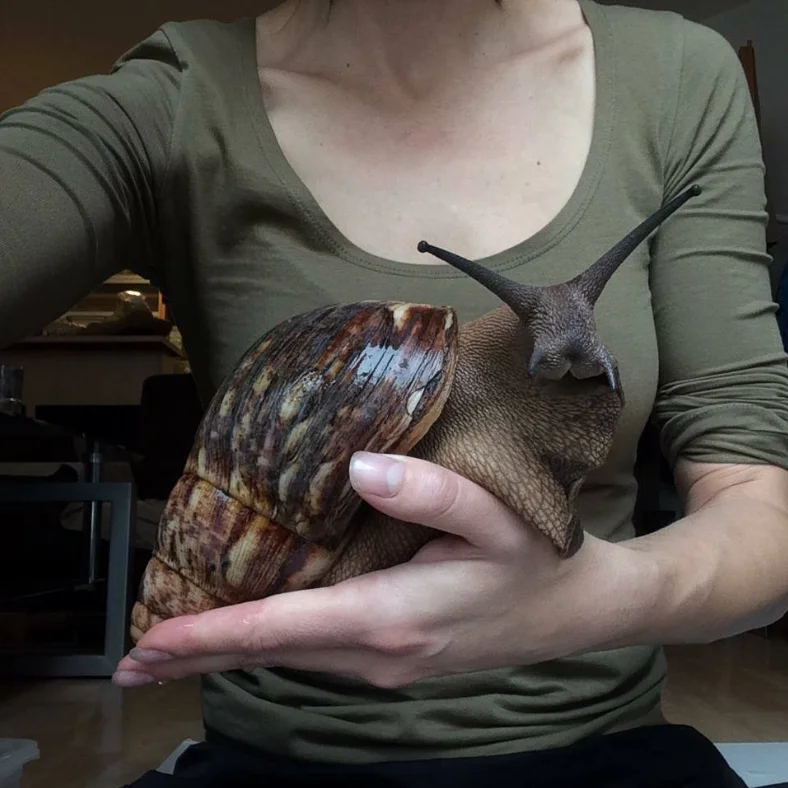Schnecke.PNG