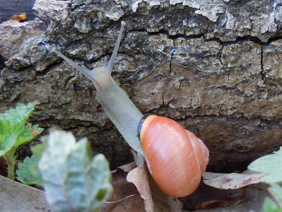 schnecke01.jpg