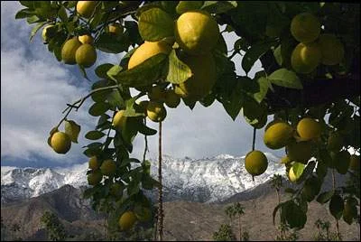 schnee und fruechte