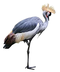 Schopfkrankich_low_frei.png