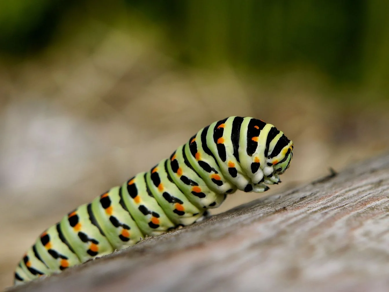 schwalbenschwanz (2).jpg