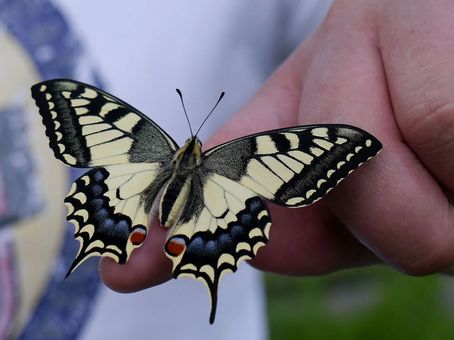 schwalbenschwanz (5).jpg