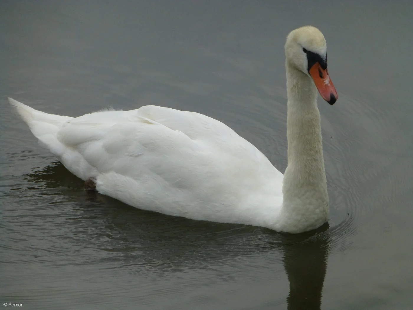 Schwan 2c.png