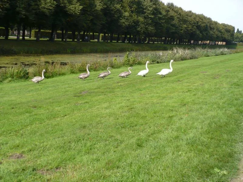 Schwanenfamilie unterwegs..