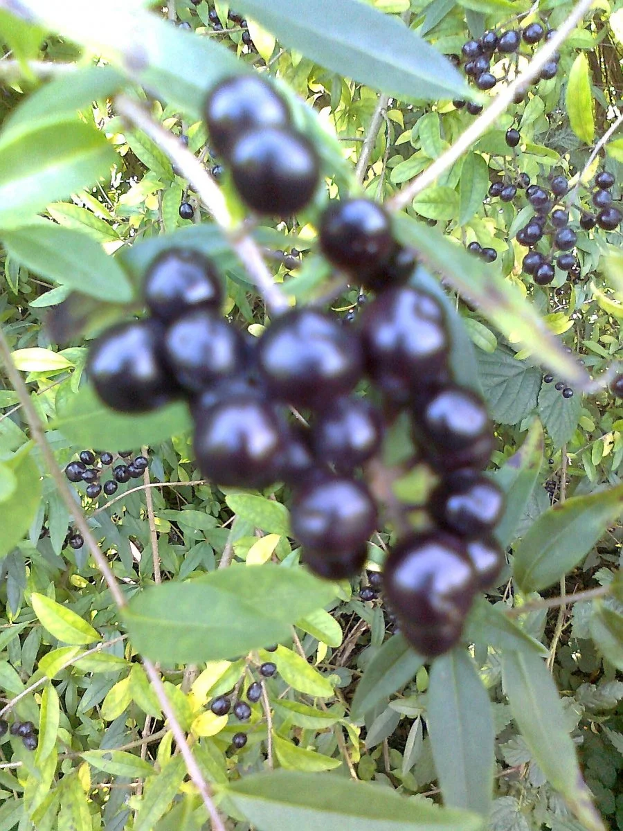 Schwarzbeeren