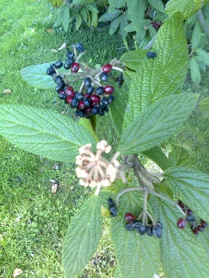 Schwarzrote Beeren