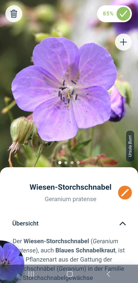 Screenshot_20240626-214429_Flora Incognita.jpg