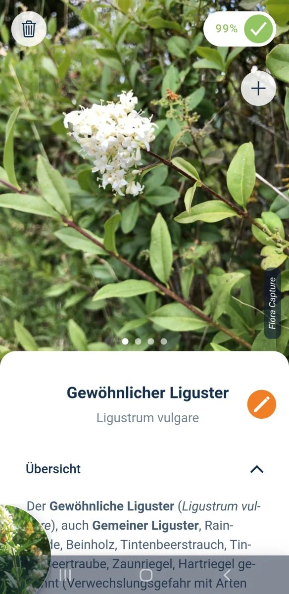 Screenshot_20240626-214949_Flora Incognita.jpg