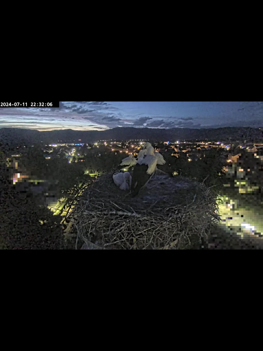 Screenshot_20240712-041124.webp