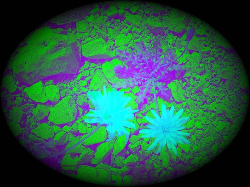 Spaceflower 4