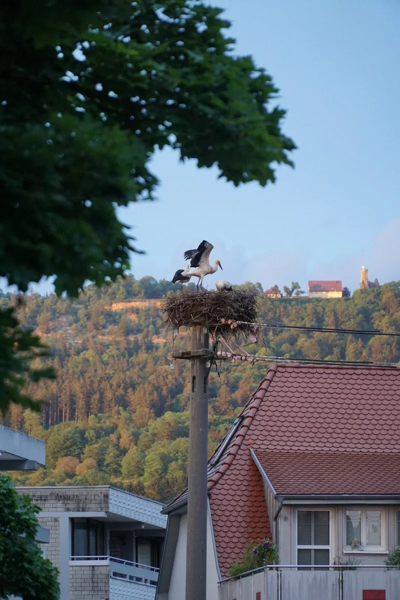 Spaichingen-Rathaus_DSC01654_low.jpg