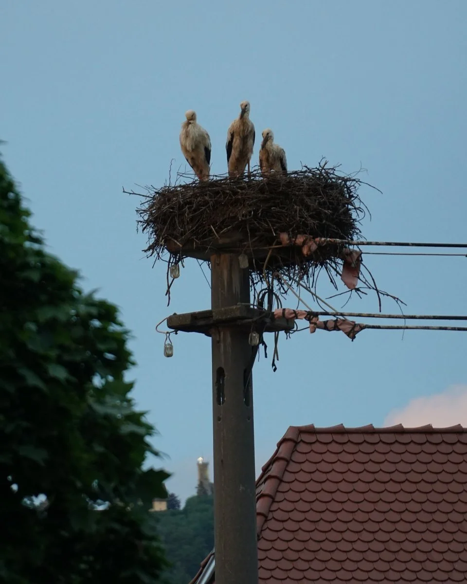 Spaichingen-Rathaus_DSC01665_low.jpg