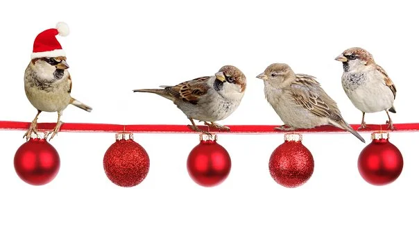 Sparrows-2900850__340