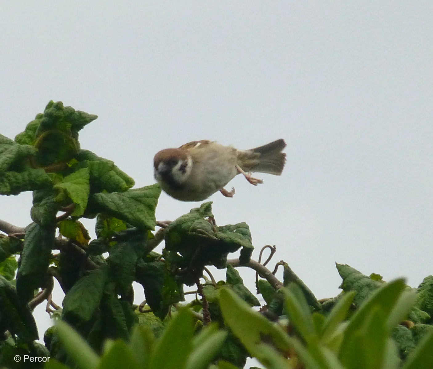 Spatz3.png