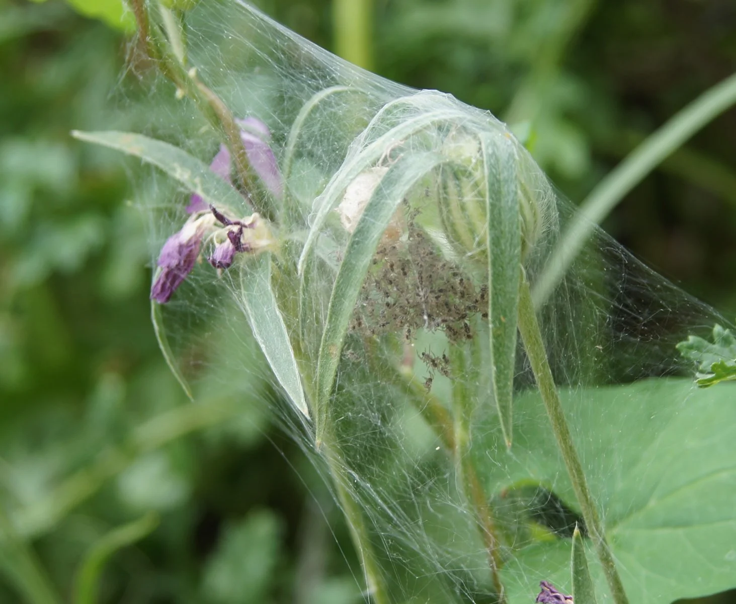 Spinnennetz auf Blume.jpg