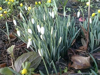 Spriesslinge