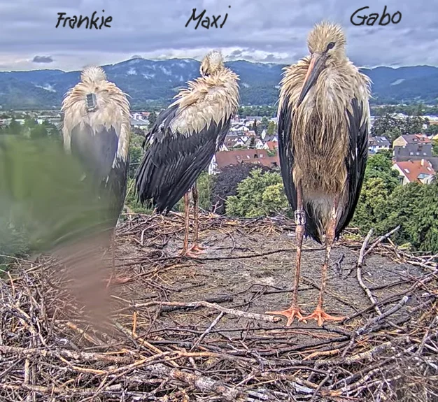 Störche-Kirchzarten 2024-07-03 19Uhr26_Namen.png