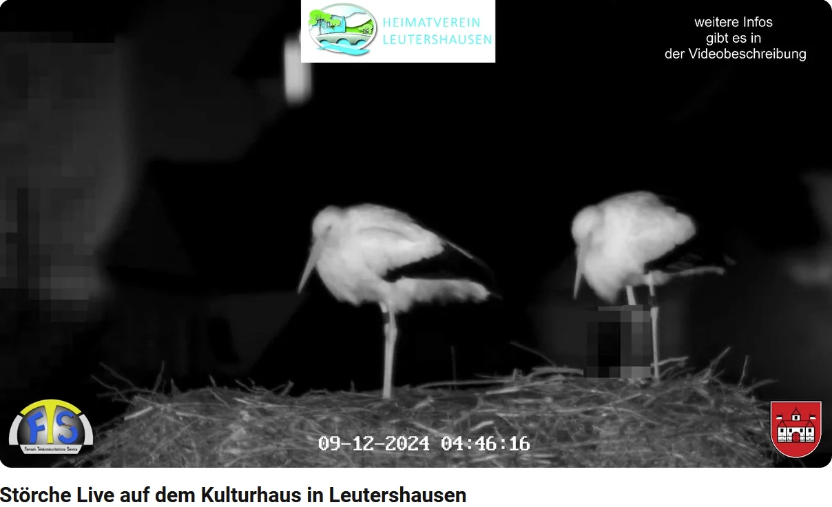 Störche-Leutershausen_09Dez2024.webp
