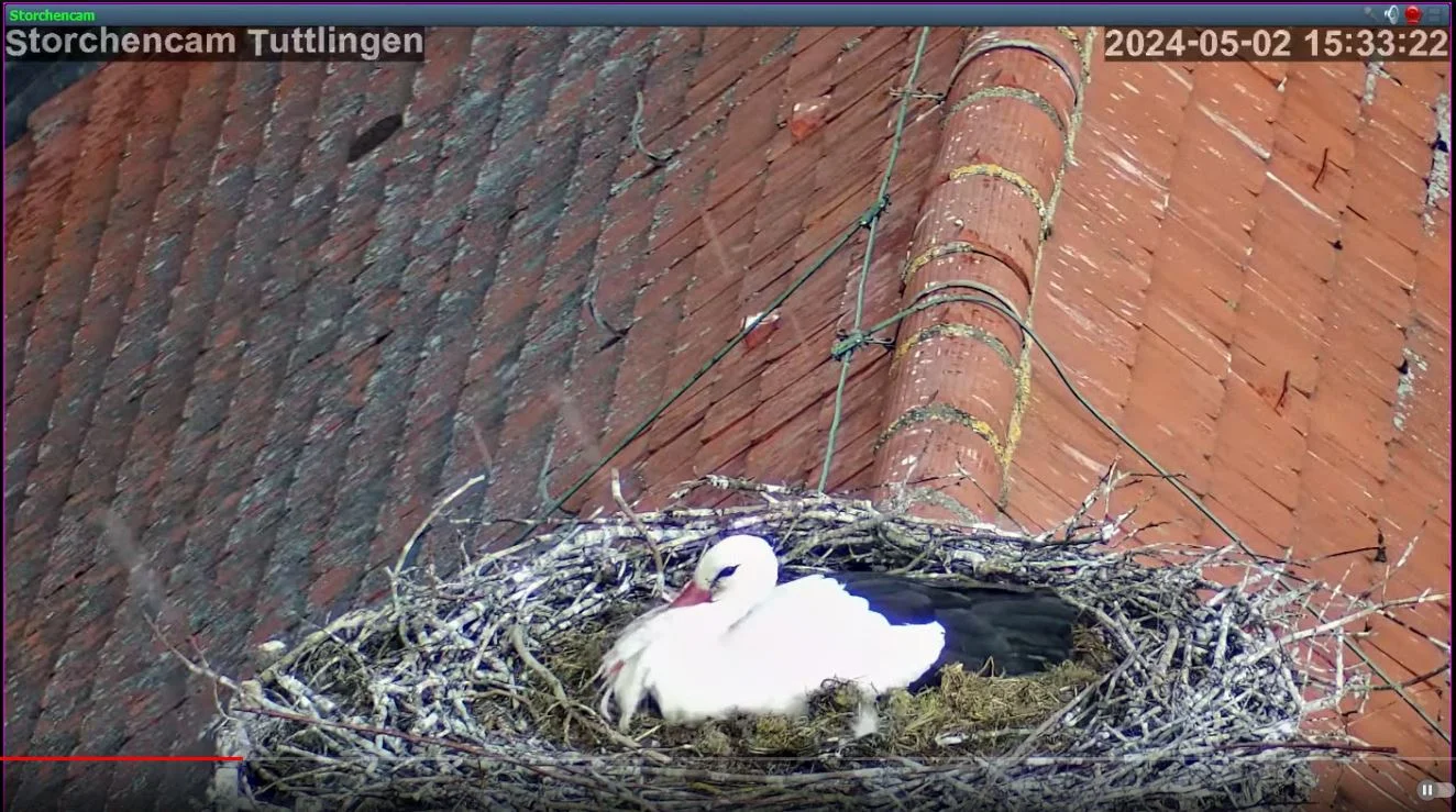 Störche-TUT_Hagelschauer_02Mai2024_ab15Uhr33.JPG