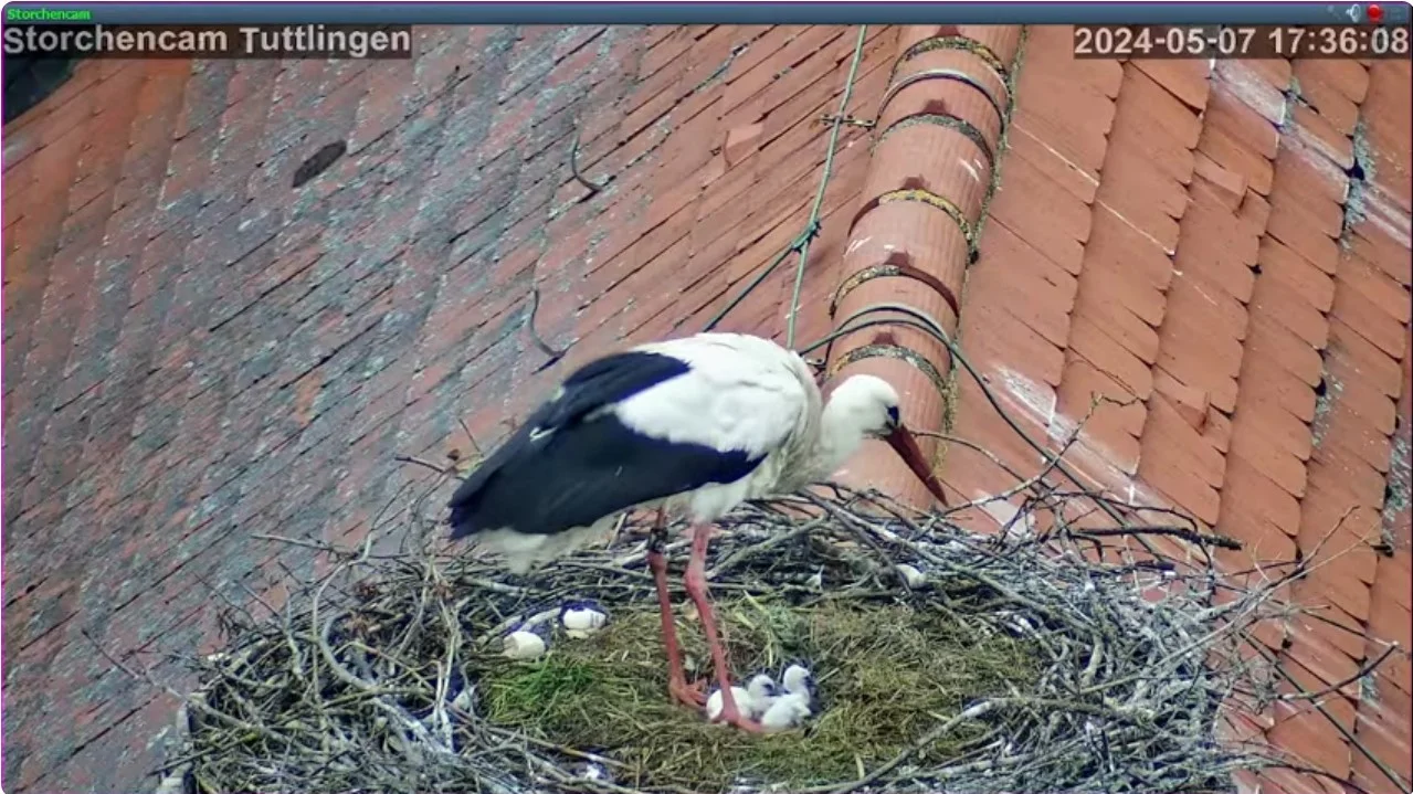 Störche-TUT_Kueken-Nr2-geschluepft-07Mai2024_17Uhr36.JPG