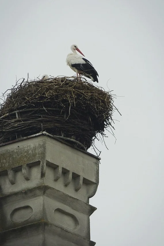 Storch