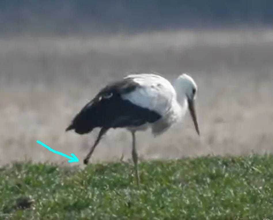 Storch_rechter-Fuß-fehlt.webp