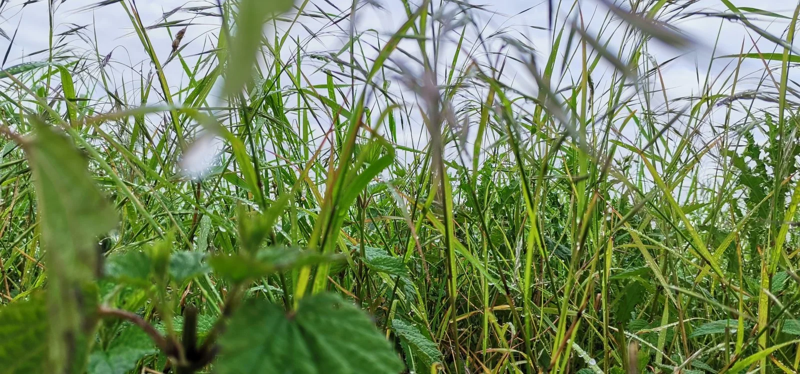 Suchbild