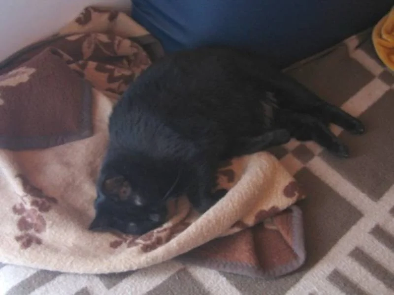 Supercat