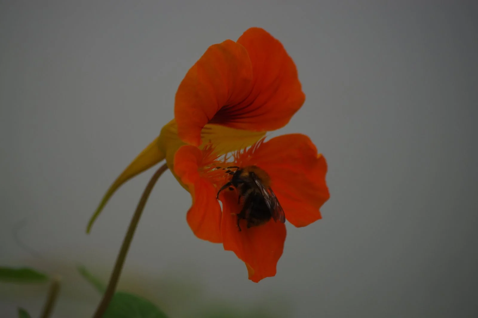 The Power of Flower.JPG