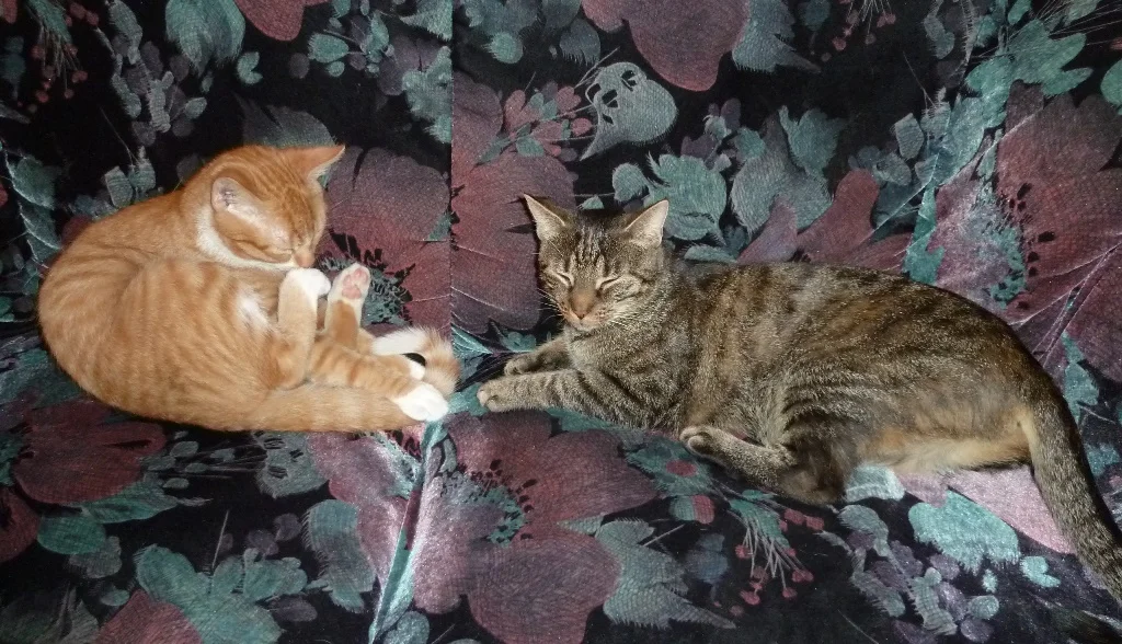 Tobi und Tapsi
