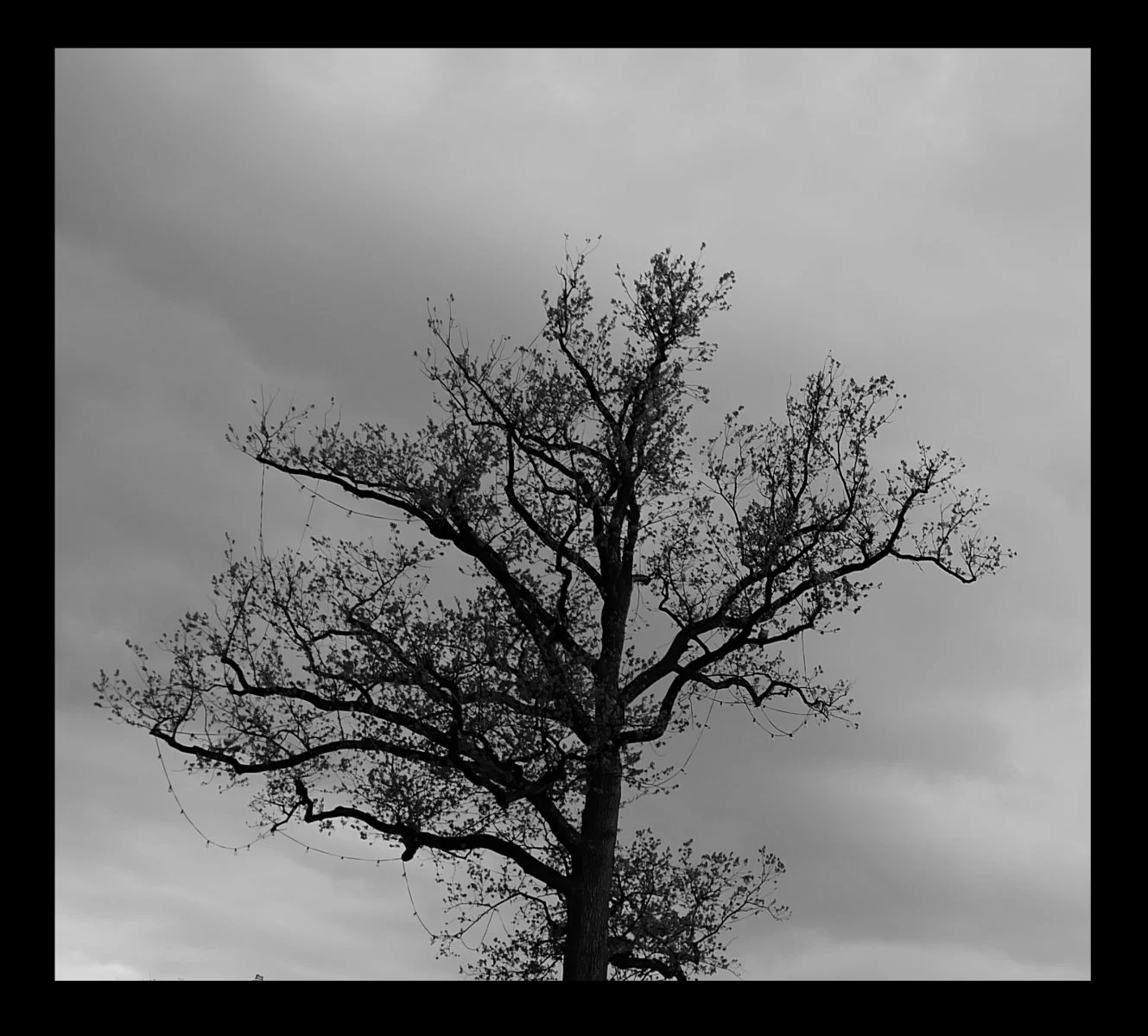Tree.jpg