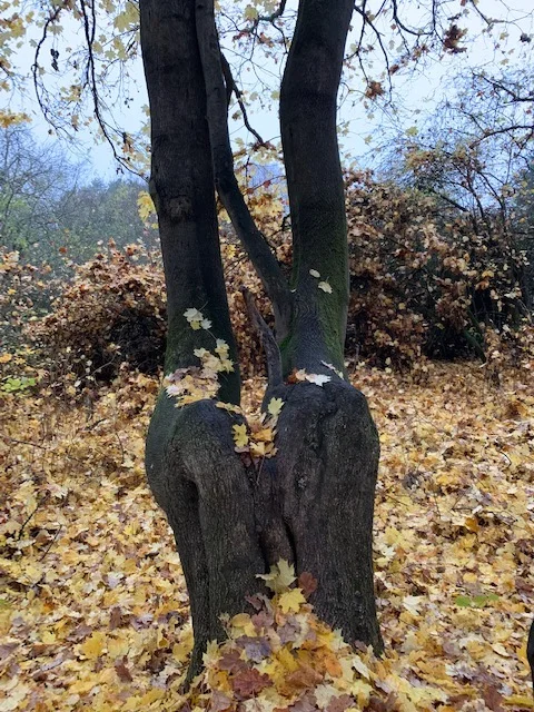 treehomefront.jpg