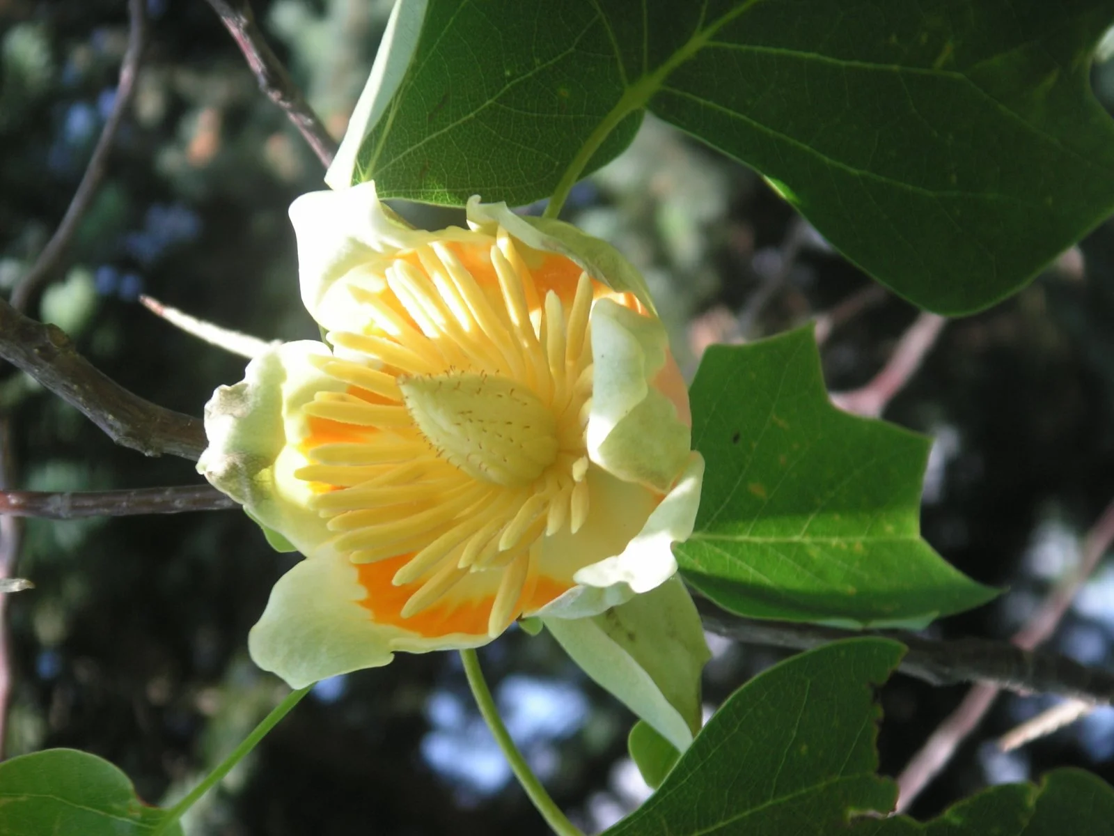 tulpenbaum.JPG