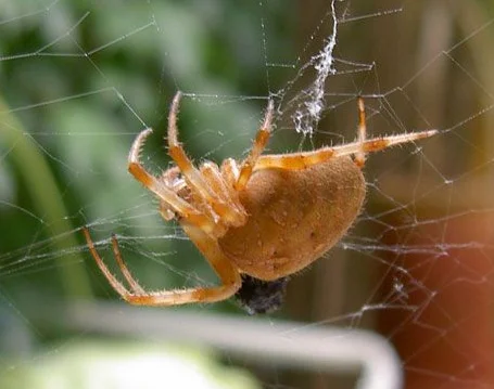 Und das ist die Mama...