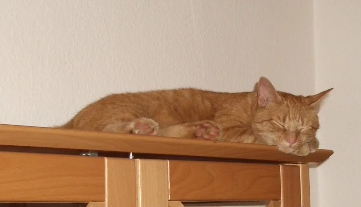 unser Kater Teil 2