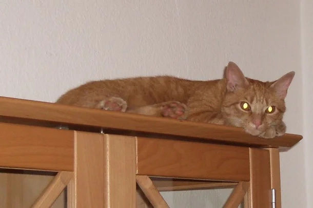 unser Racker