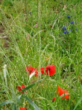 upload_2019-6-20_15-0-53.jpeg