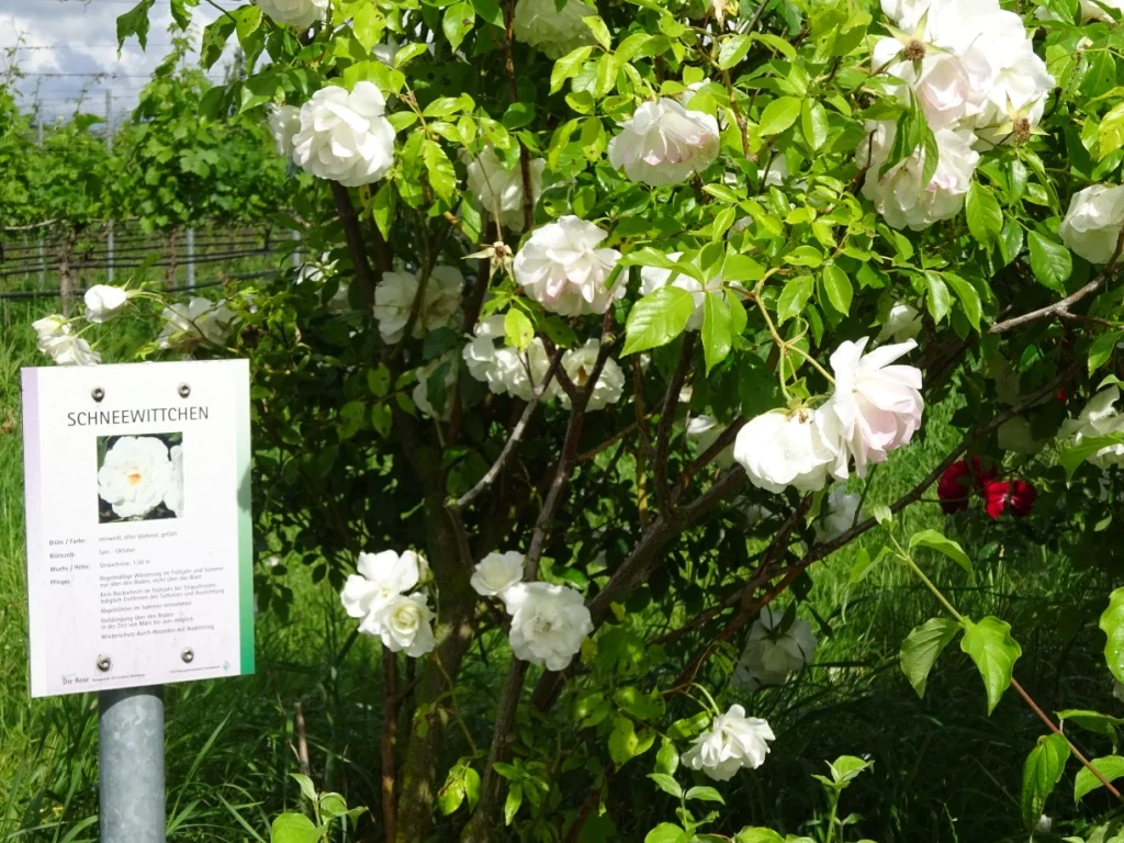 upload_2019-6-20_16-6-38.jpeg