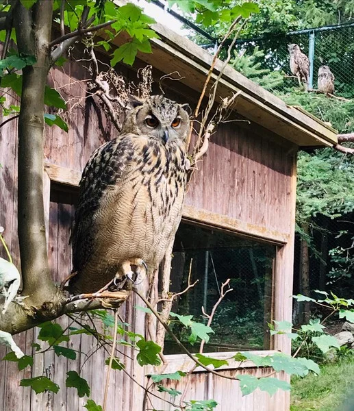 upload_2019-8-22_7-50-40.jpeg