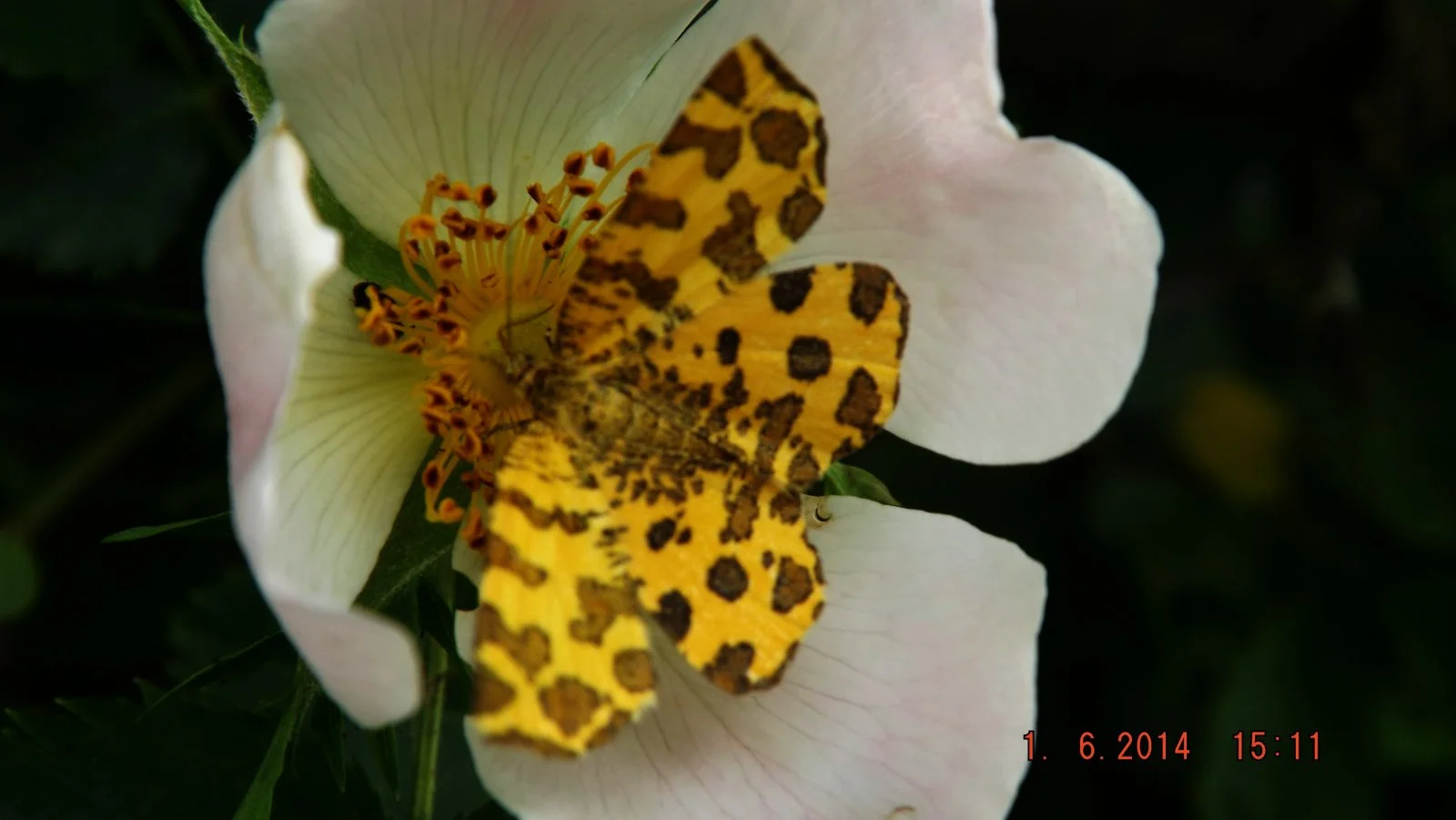 Venilia macularia (Panther.)