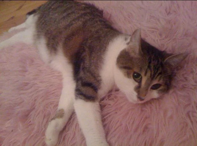 Vermisster Kater Neo