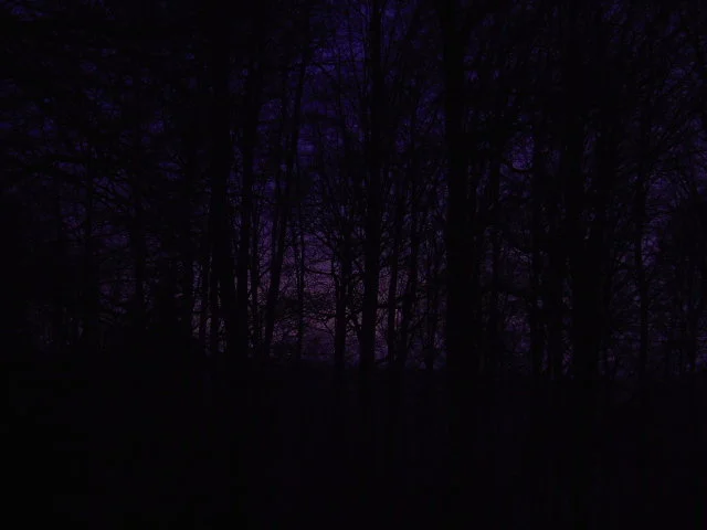 Violettes Waldlicht