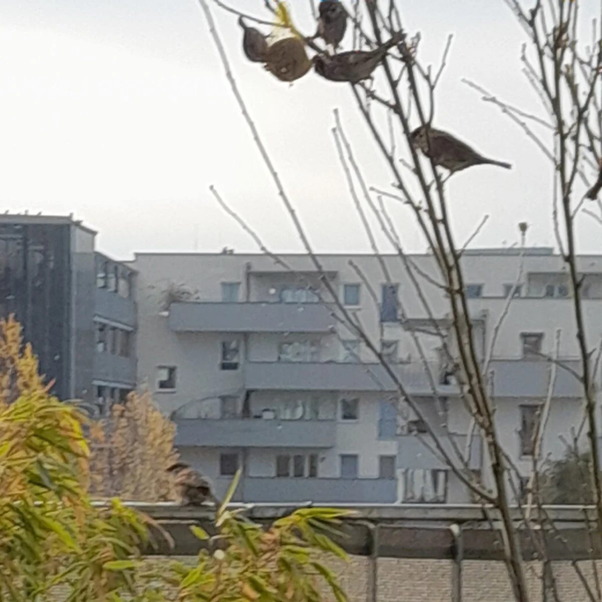 vögelchen1.jpg