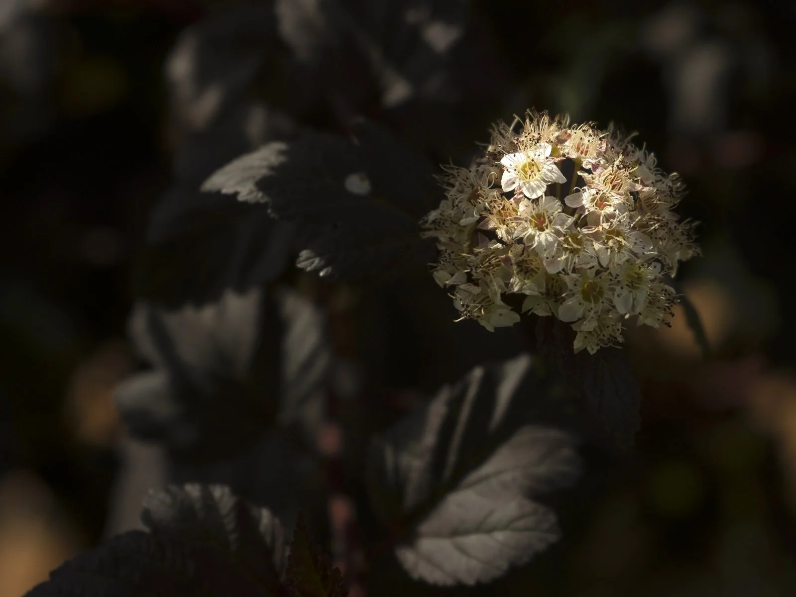Vögels, Blech, Blume, Fliege, U (11 von 15).jpg