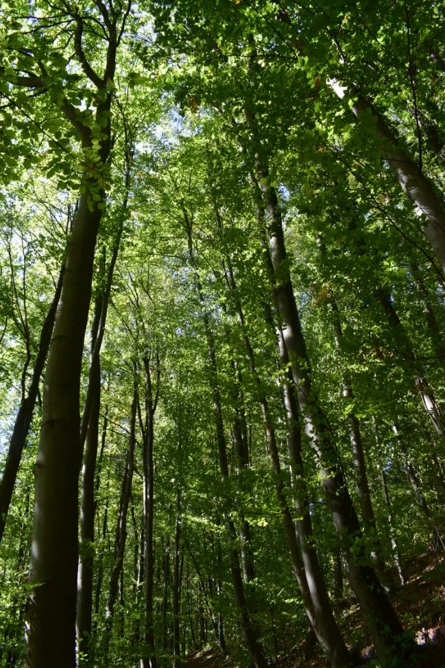 Wald.JPG