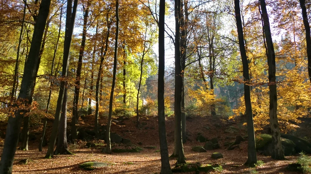 wald1.jpg