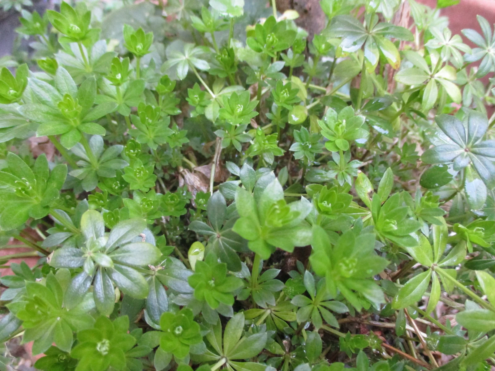 Waldmeister.webp