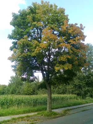 Waldrand